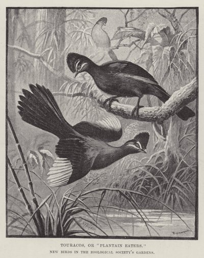 Touracos, o Mangiatore di Banane, Nuovi Uccelli nei Giardini della Società Zoologica da Alexander Francis Lydon